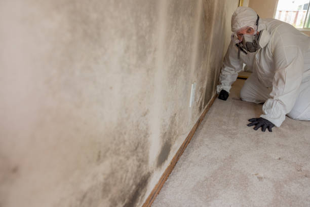 Professional Mold Removal in Goodland, IN